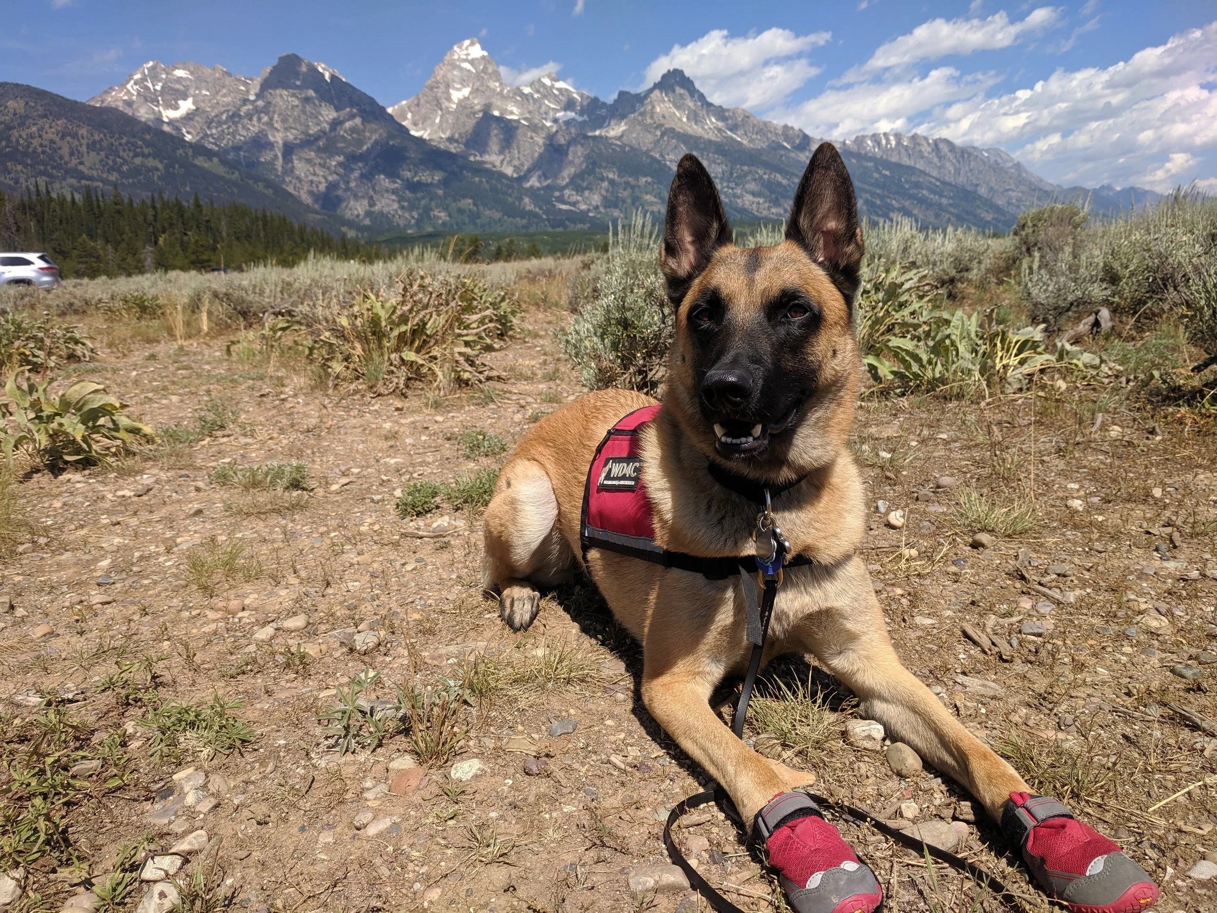 Our Conservation Detection Dogs | WD4C — Working Dogs for Conservation